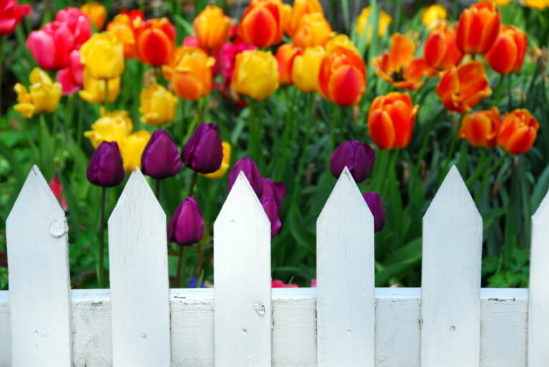 Spring Flowers
